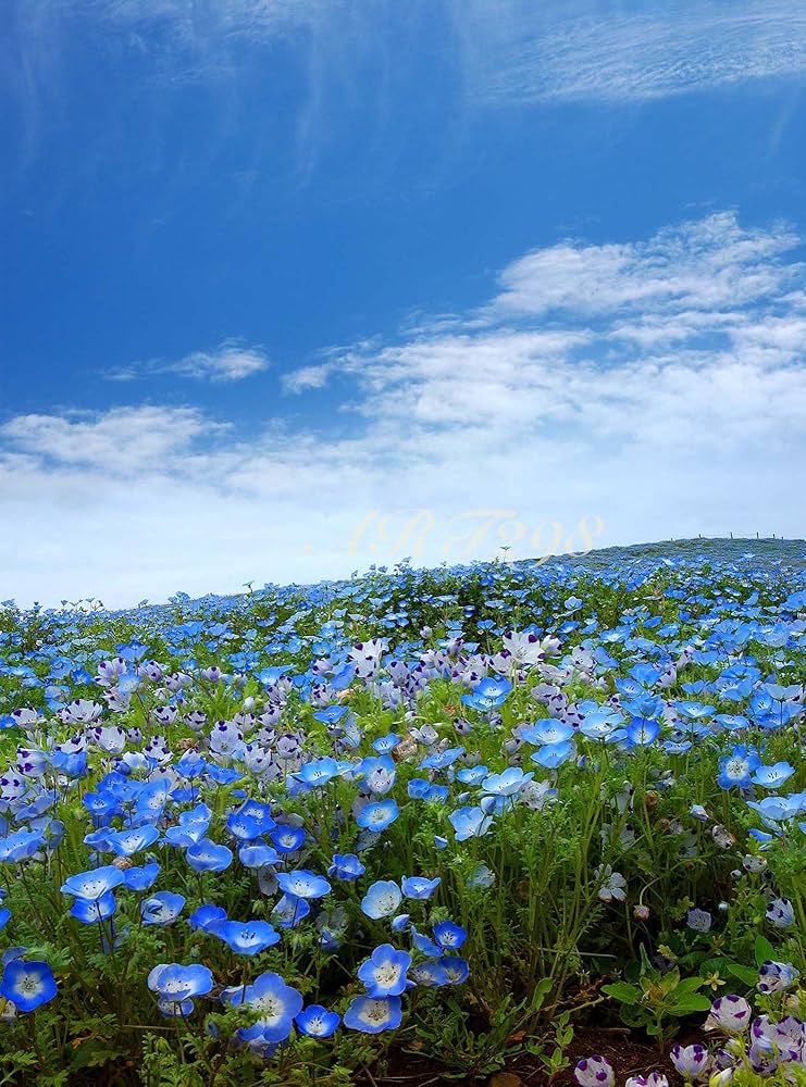 テクスアート 風景 ネモフィラ 青い花 ブルーフラワー 丘 花の絵 花柄 テクスアート 風景 ネモフィラ 青い花 ブルーフラワー 丘 花の絵